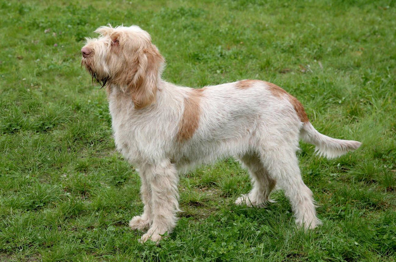 Italian Griffon (Spinone Italiano)
