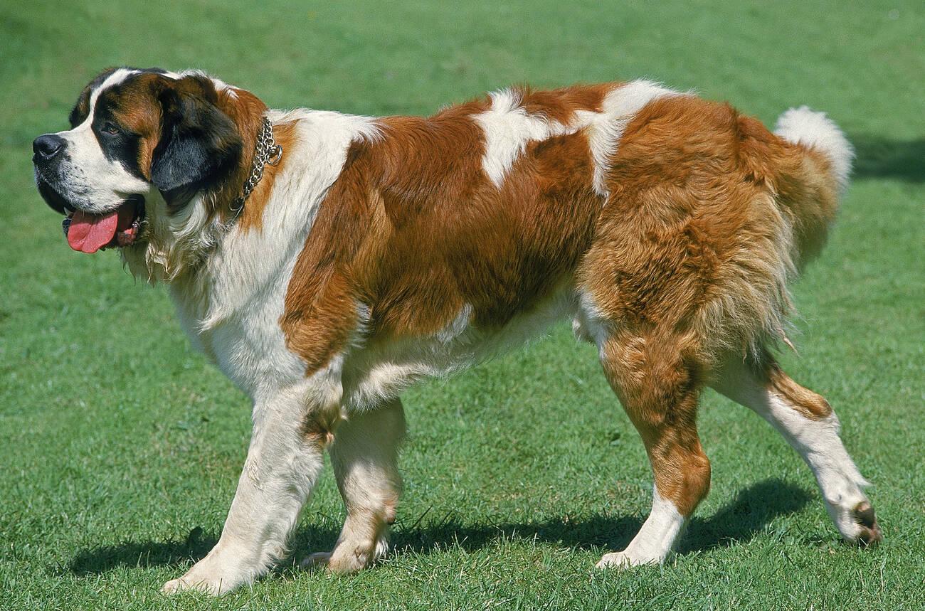 St. Bernard
