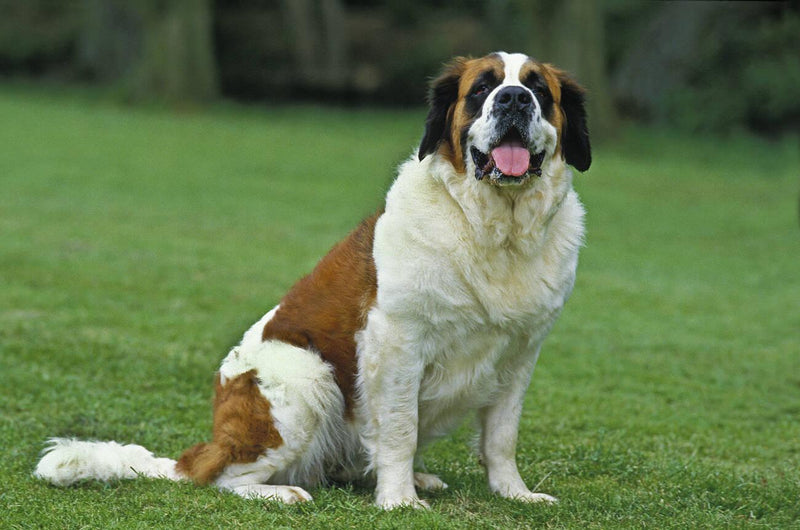 St. Bernard