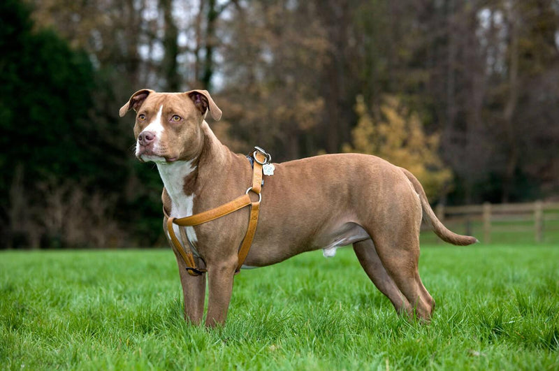 American Staffordshire Terrier