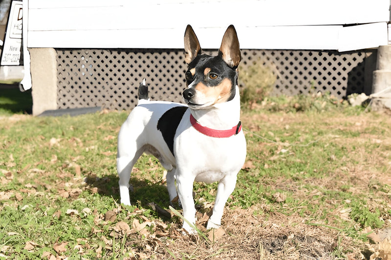 Teddy Roosevelt Terrier