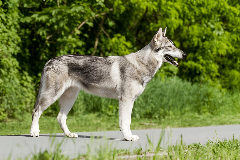 Northern Inuit Dogs