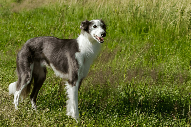 Silken Windhound
