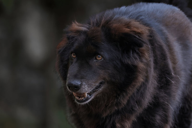 Bakharwal Mastiff