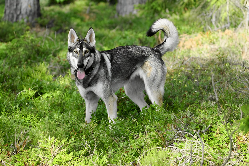 Northern Inuit Dogs
