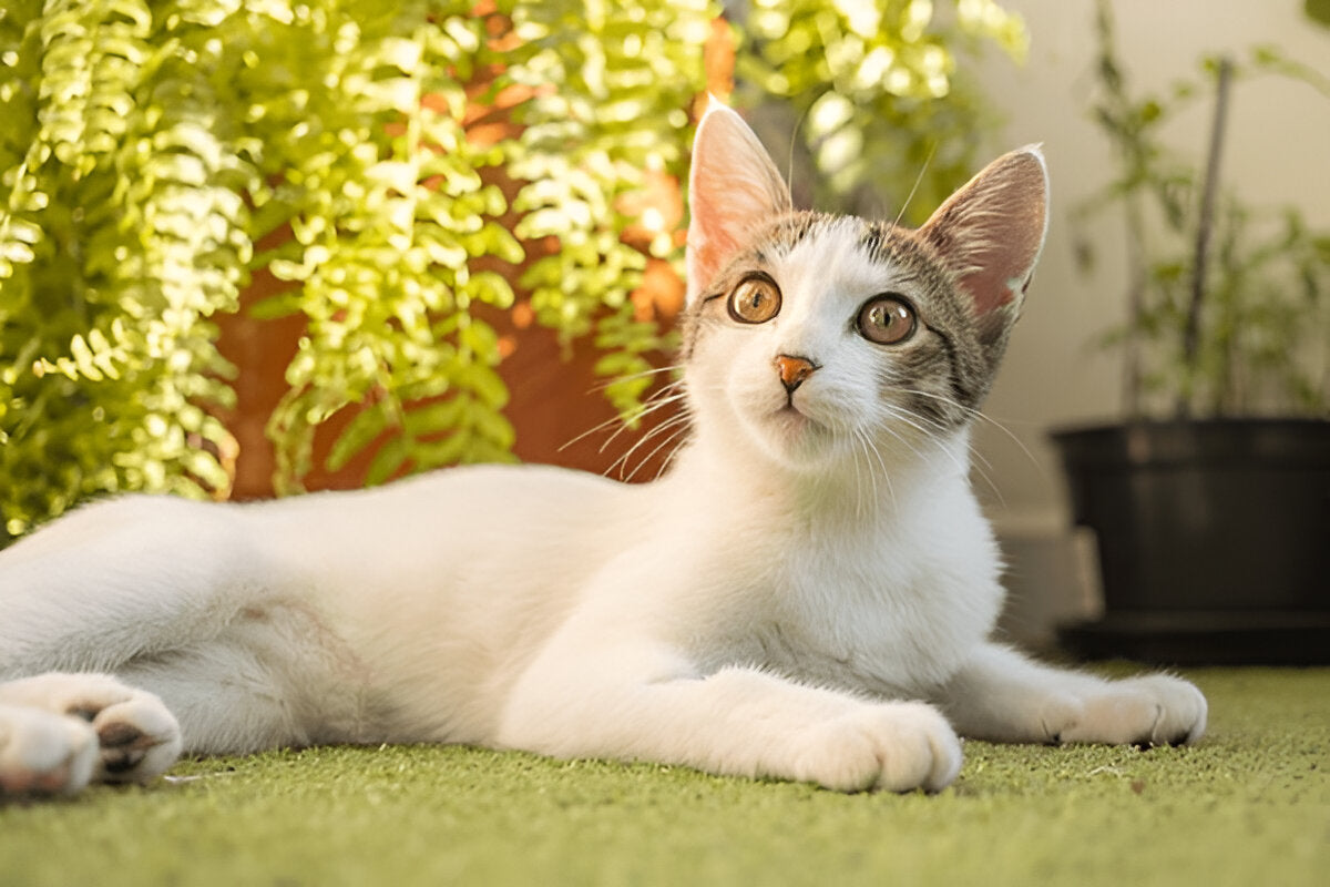 Brazillian Shorthair