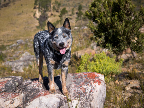 Australian Stumpy Tail Cattle Dog
