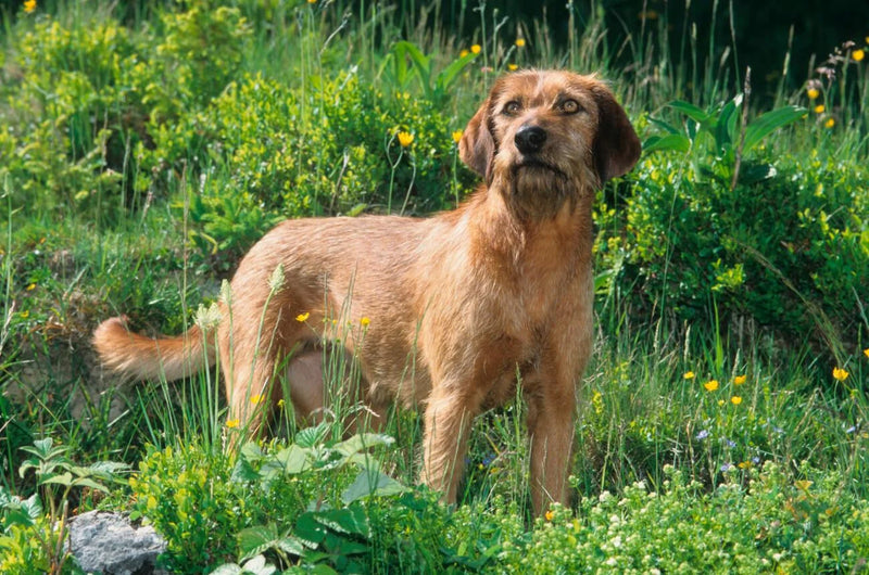 Styrian Coarse-haired Hound