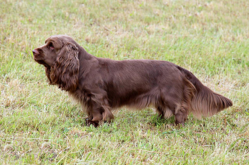 Sussex Spaniel