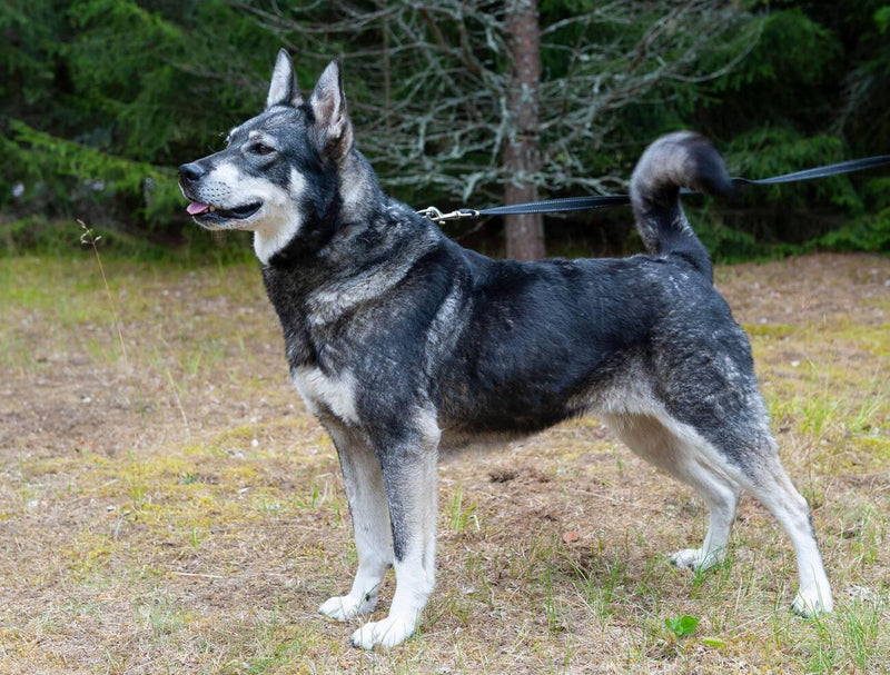 Swedish Elkhound