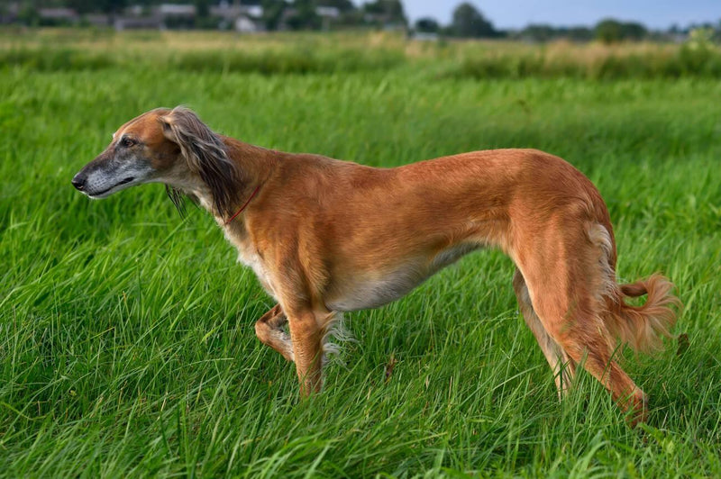Tazi