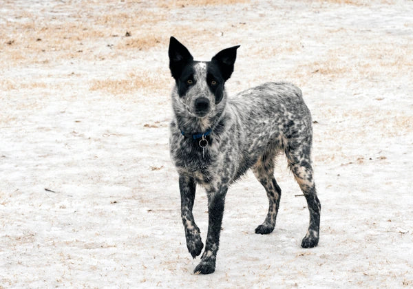 Texas Heeler