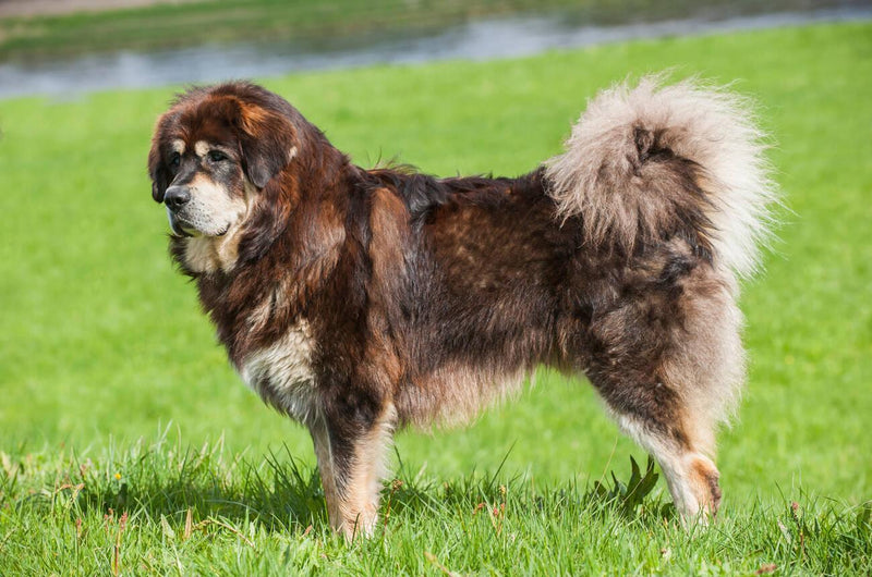 Tibetan Mastiff