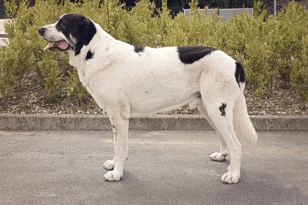 Transmontano Mastiff