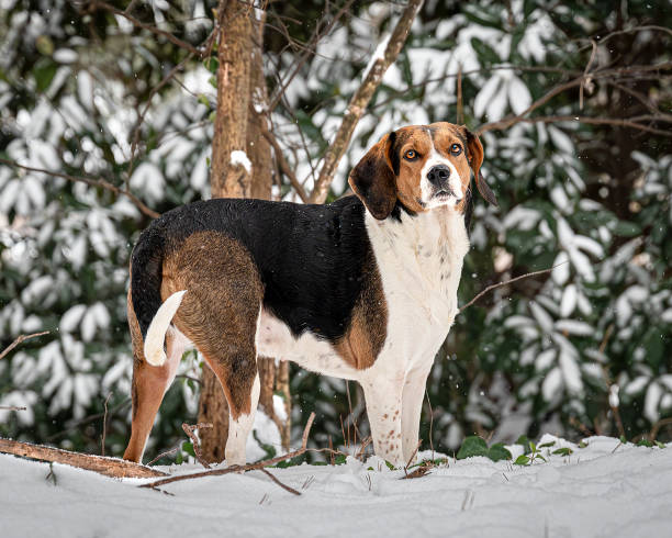 Treeing Walker Coonhound