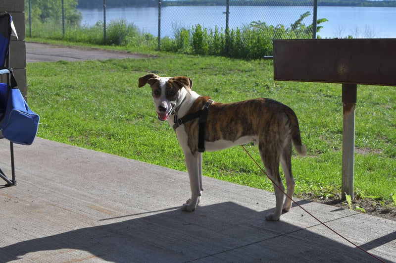Treeing Cur