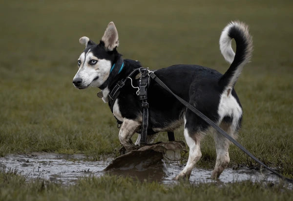Corgsky