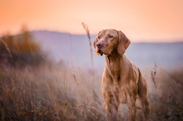 Hungarian Pointer (Vizsla)