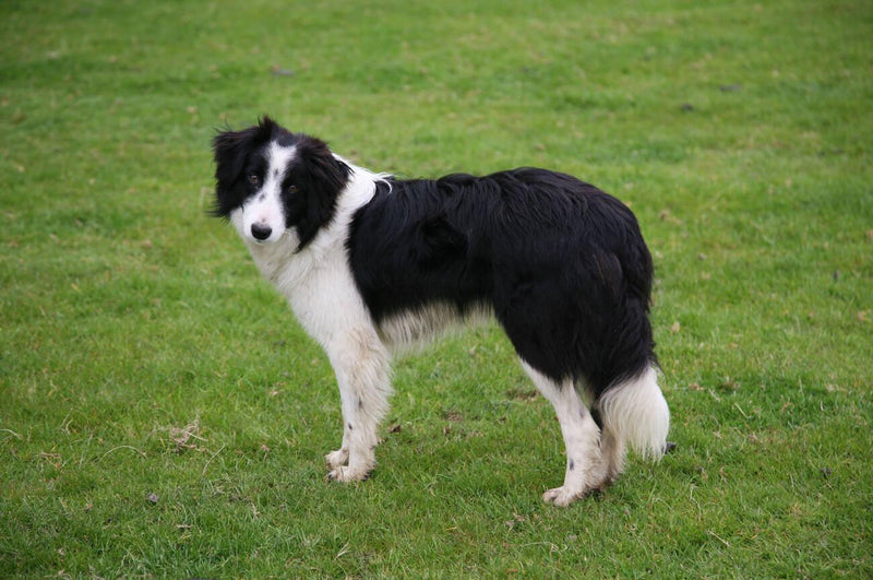 Welsh Sheepdog