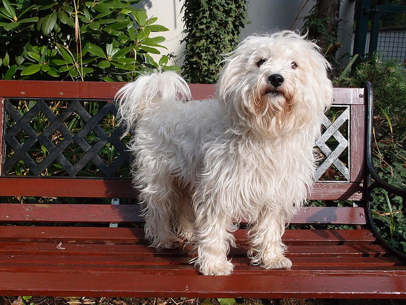 Westiepoo