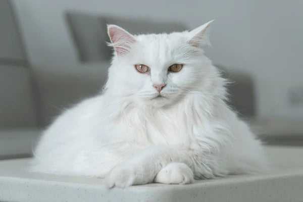 Turkish Van