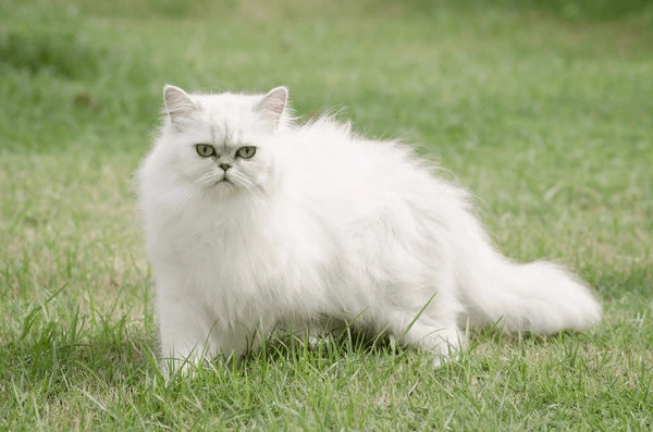 Persian Cat
