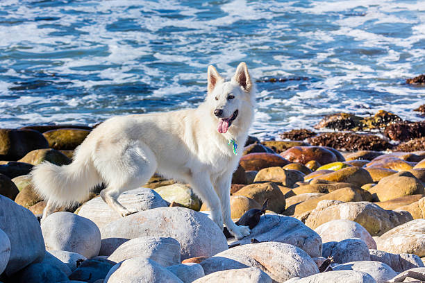 White Shepherd