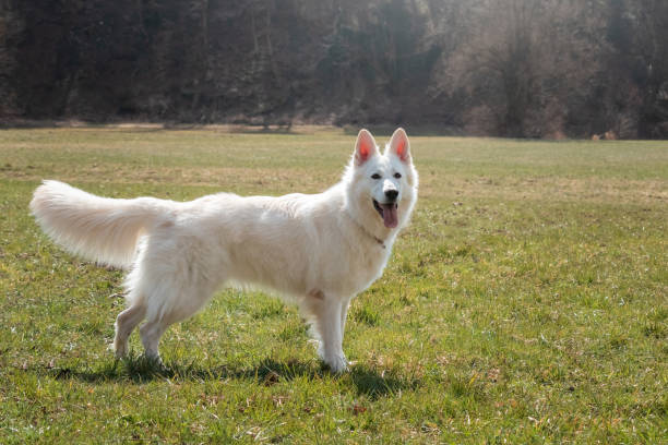 White Swiss Shepherd