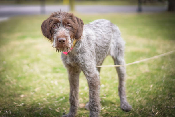 Wirehaired Pointing Griffon