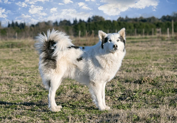 Yakutian Laika