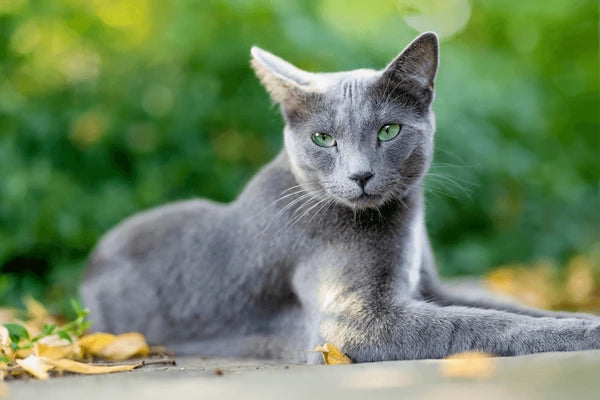 Russian Blue