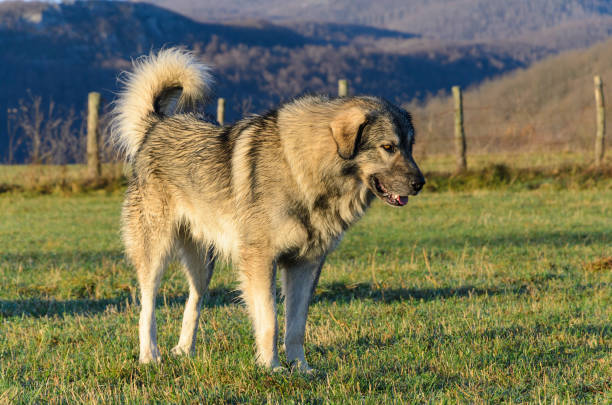 Šarplaninac