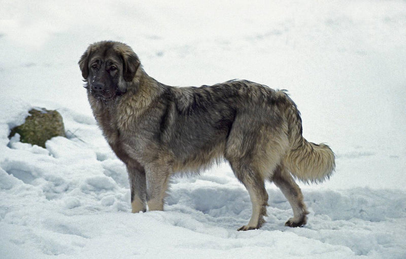 Šarplaninac (Yugoslavian Shepherd Dog)