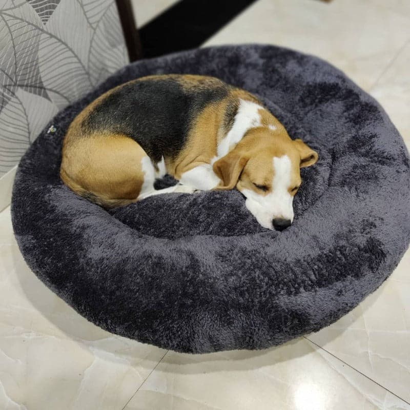 Dog Bed (7236404215958)