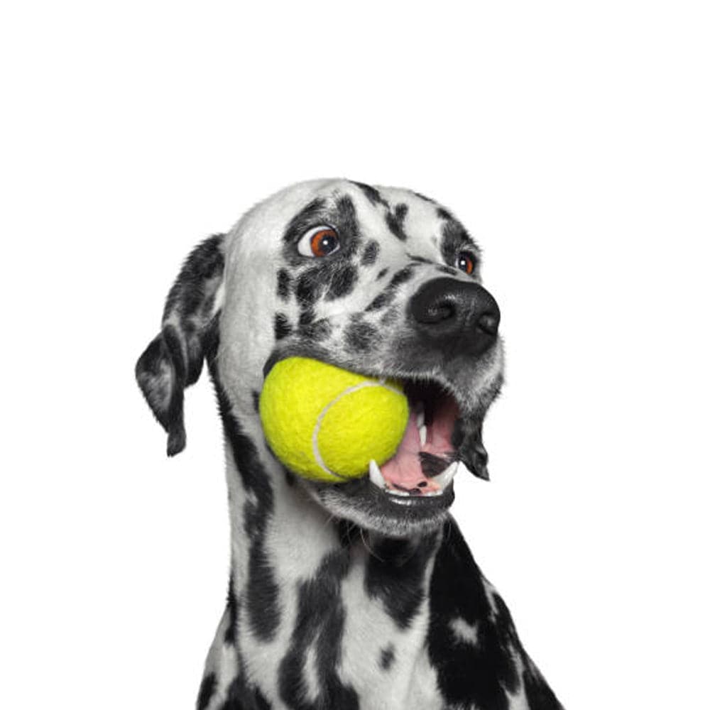 Dog Toy ball (7648022823062)