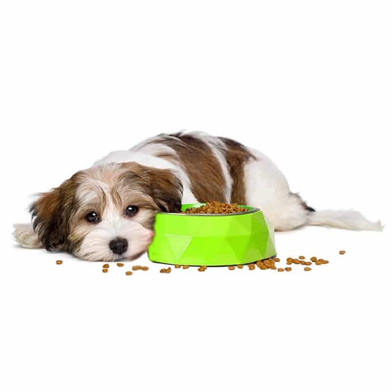 food bowl for puppy (7168170393750)