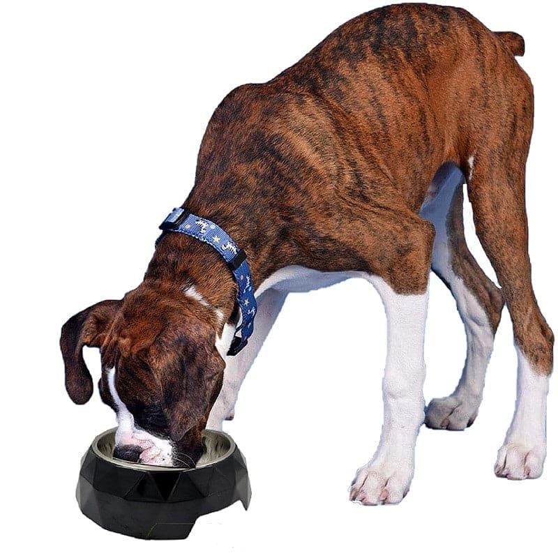 dog food bowls (7168169934998)
