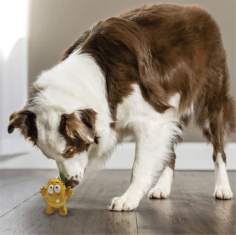 french collie dog Playing with goofy tails yellow colored monster toy