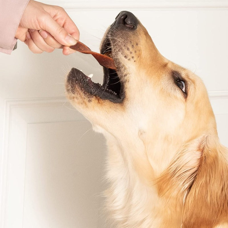 golden retriever eating best goofy tails dog dental treats