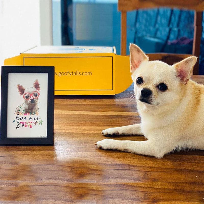 Goofy Box for Dogs with Personalized Portrait | Customized and Curated Supplies for Dogs 8 item equals to 1 box (7168158171286)