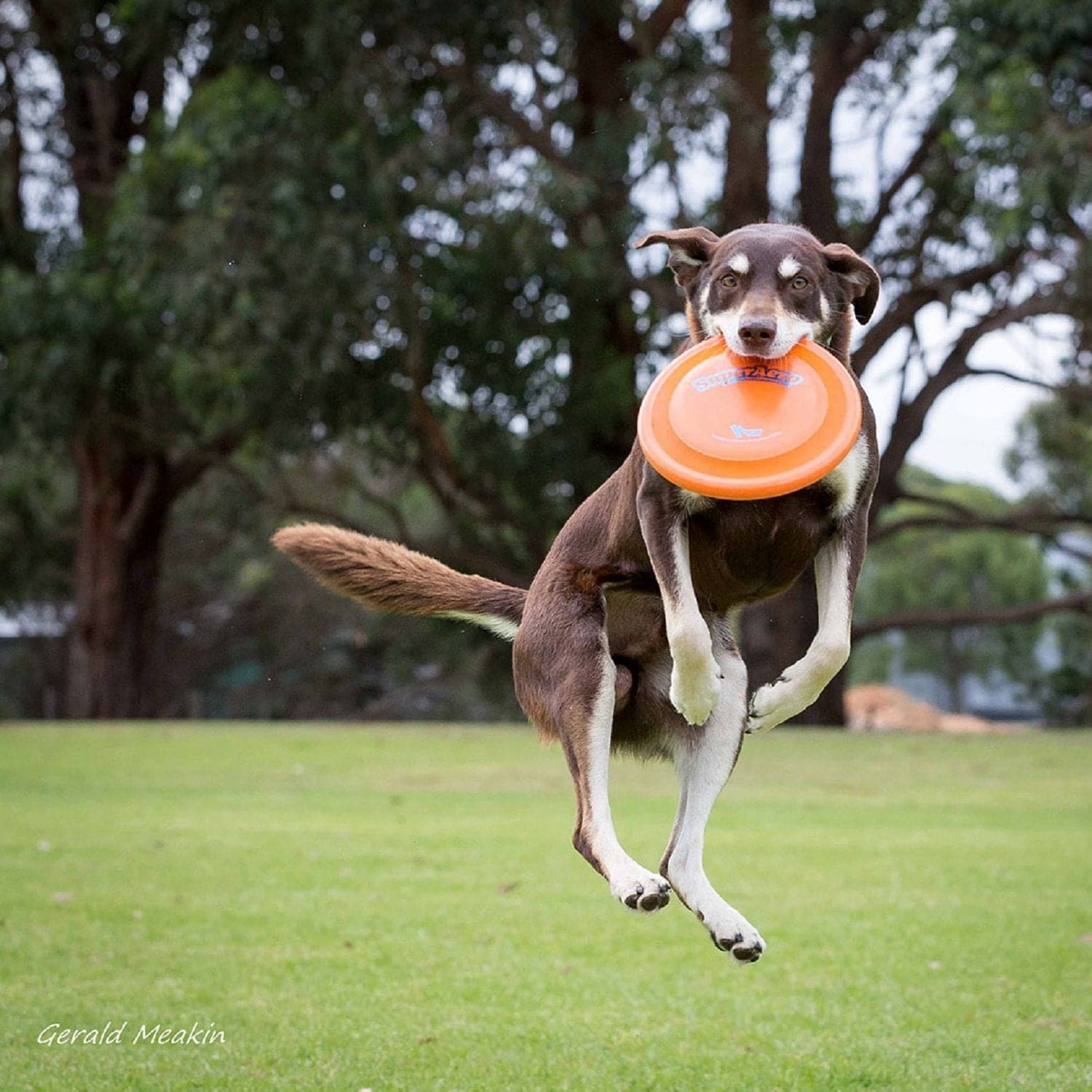 Super Dog Orange Colored Flying Tug Dog Toy - pet-club-india (7168254574742)