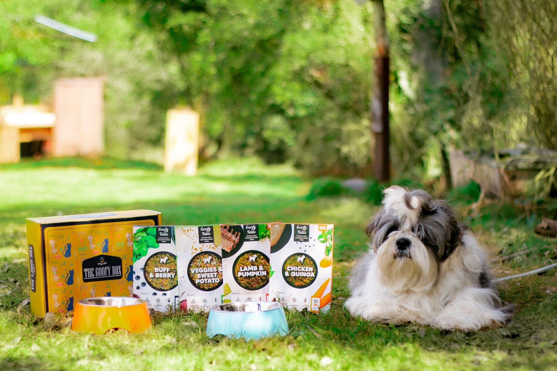 Shih Tzu Dog with Goofy Tails Fresh Food